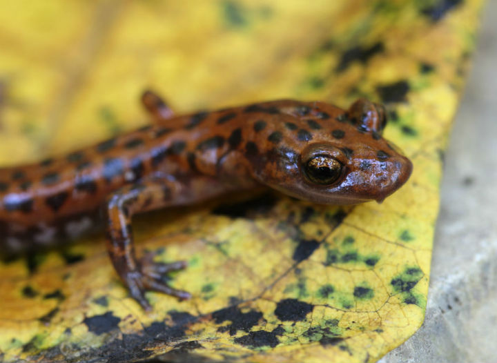 Cave Salamander